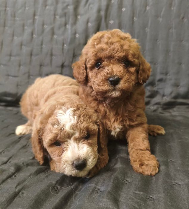 Maltipoo szczenię