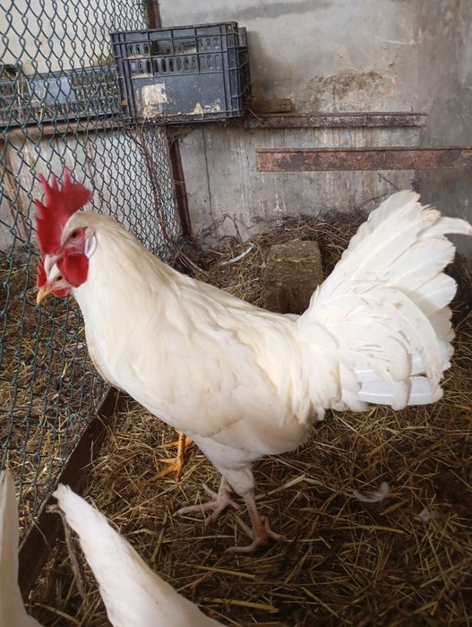Ovos ferteis de patos e galinhas algumas raças
