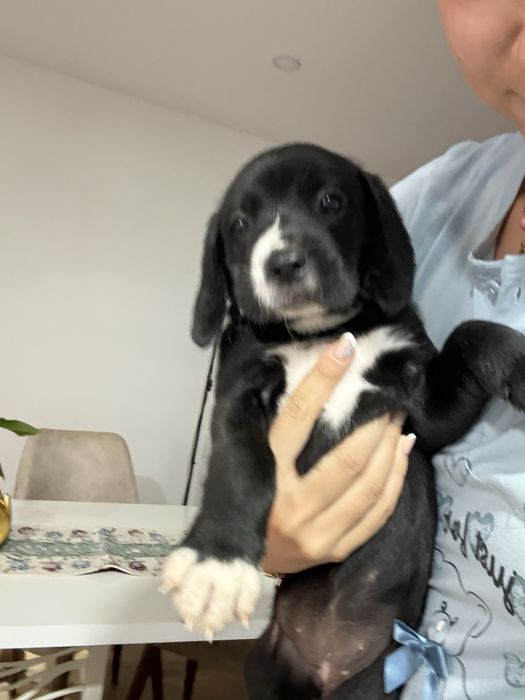 Cachorrinhos para adoção