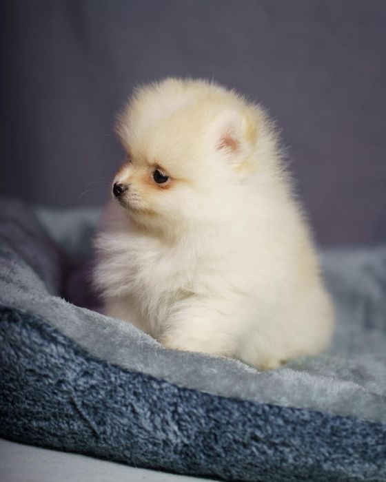 Pomeranian piesek