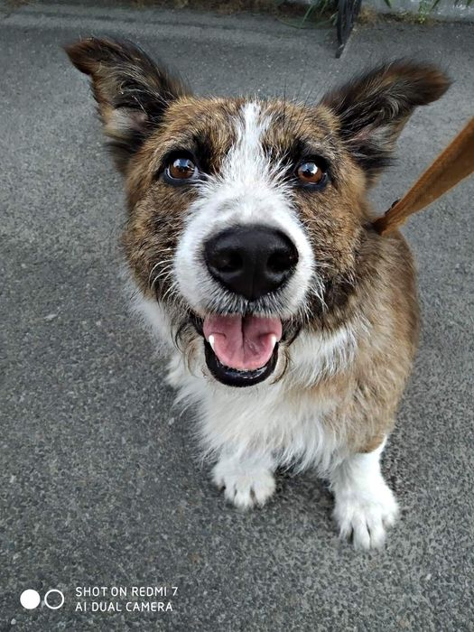 Киев найдена собака