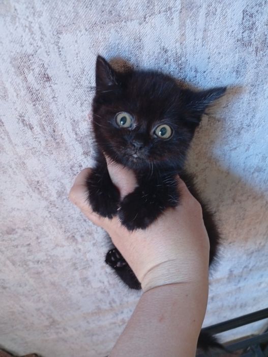 Котенок Британский (метис)