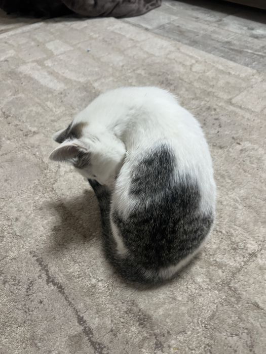 віддам котика ( дівчинака біленька)