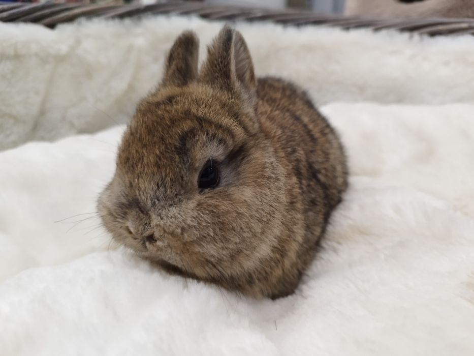 Królik Miniaturka Polska (samiec) MASSON