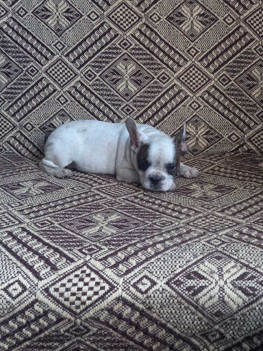 Buldog francuski piesek