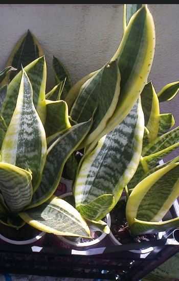 Espadas de São Jorge (planta natural)