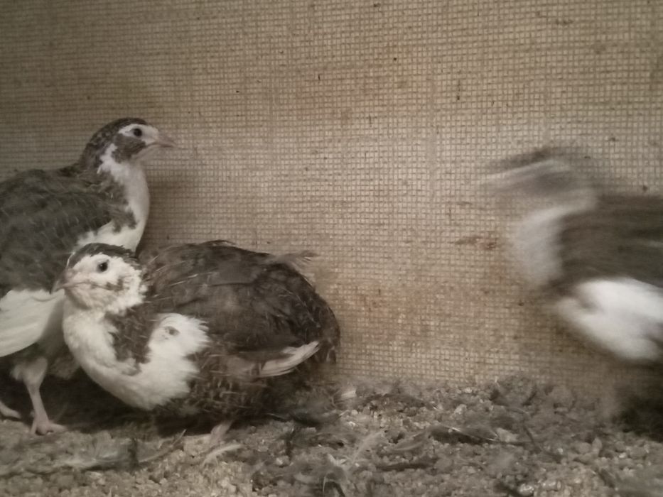 Codornizes gigantes de várias raças  e ovos para comer ou incubação