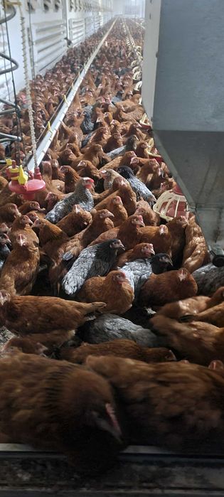 Kury nioski mlode z pierwszym jajkiem Rosa leghorn dominant