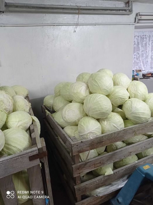 Kapusta biała na szatkowanie