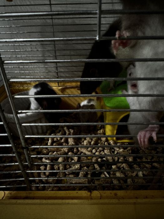 Пацюк, щур, криска