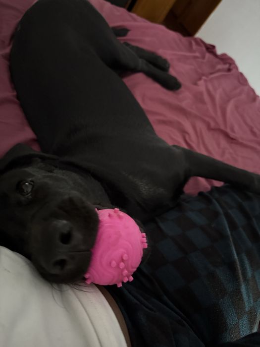 Adoção responsável a procura de uma nova familia para layla