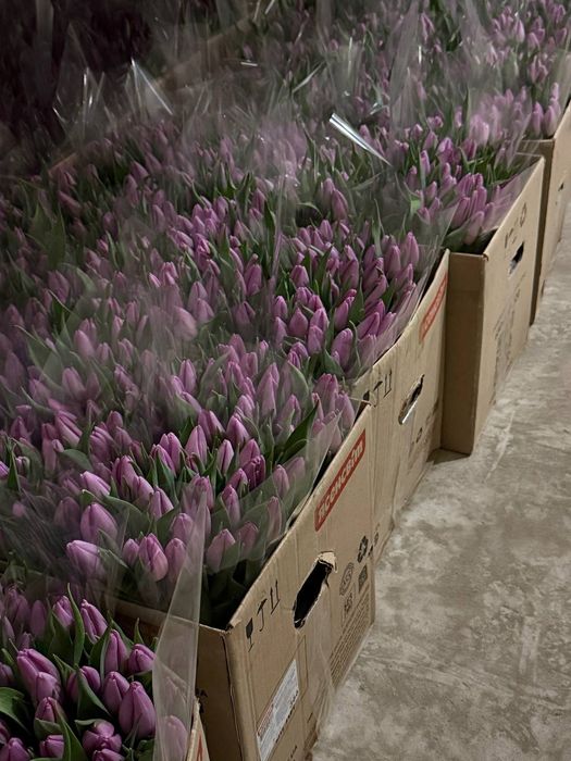 Наш ТЮЛЬПАН на опт