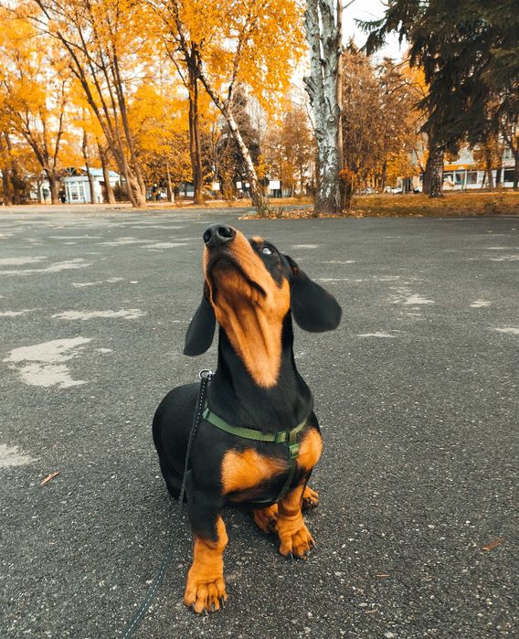 Такса, кобель такси шукає дівчинку, в'язка.