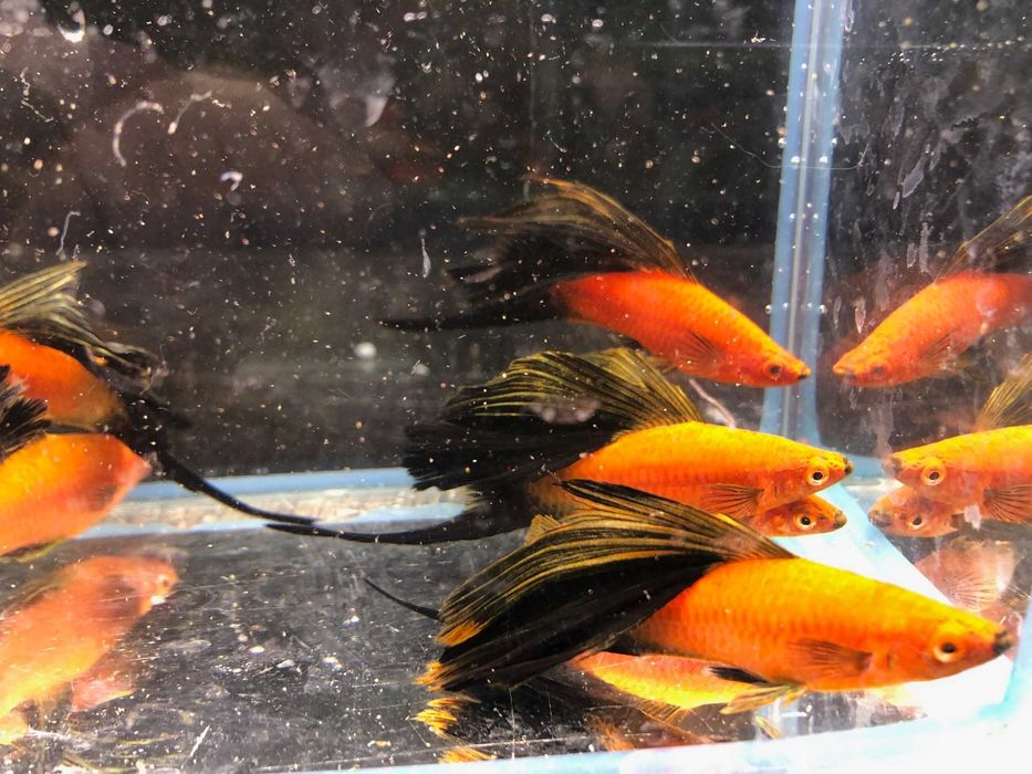 Mieczyk Wagtali Simson ok 8 cm