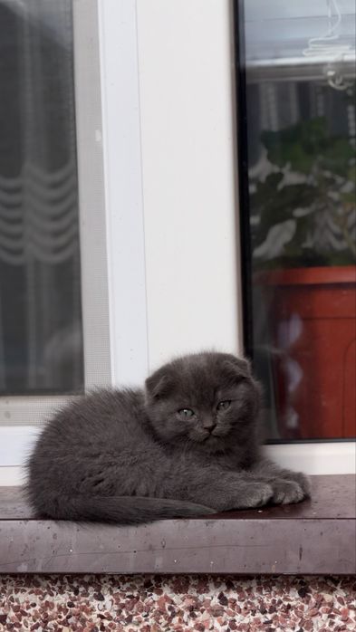 шотландські котики