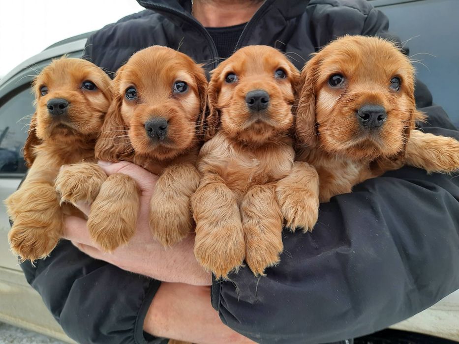 Неотразимые Мальчики Девочки Спаниели