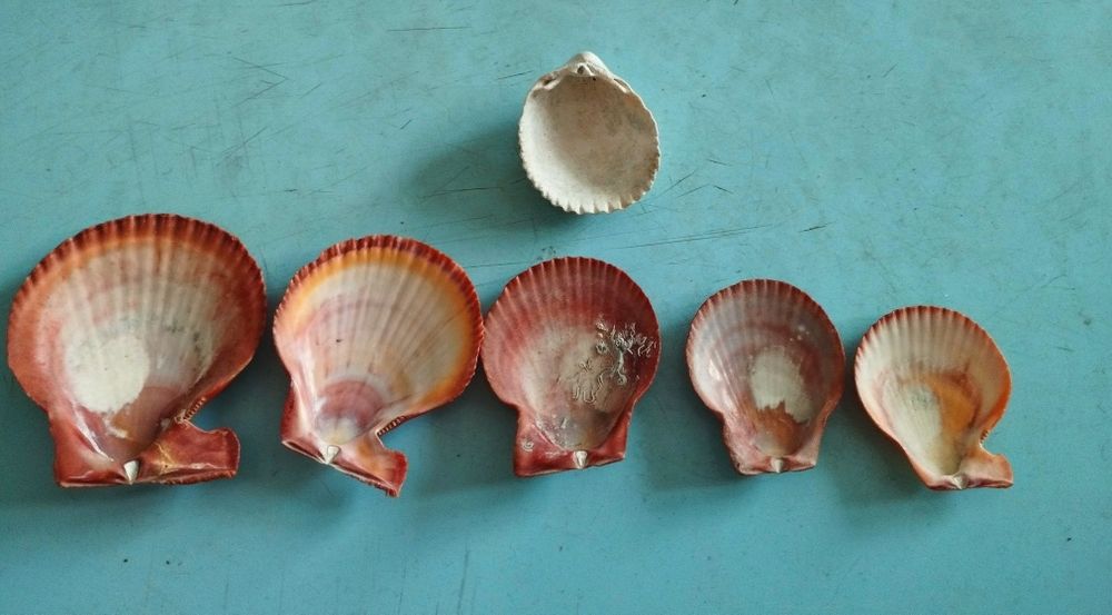 Продам ракушки Персидского залива