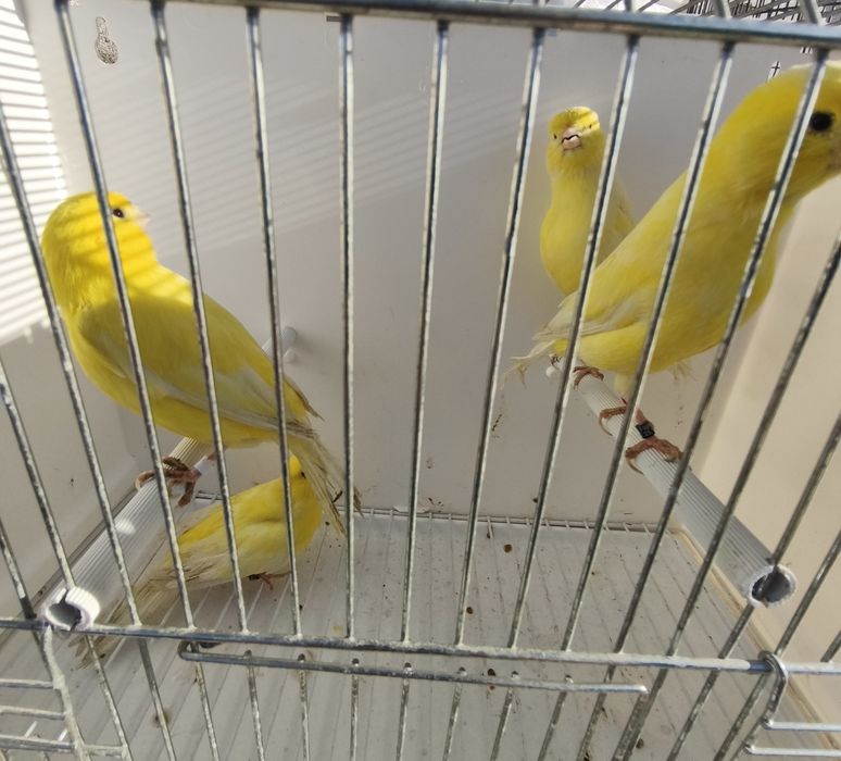 Vendo canários amarelos