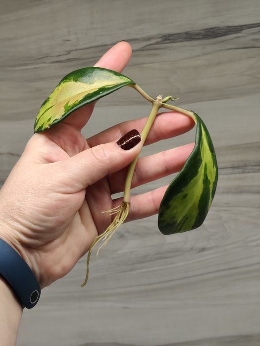 Хойя Hoya Mitrata Silver, Latifolia silver та ін.