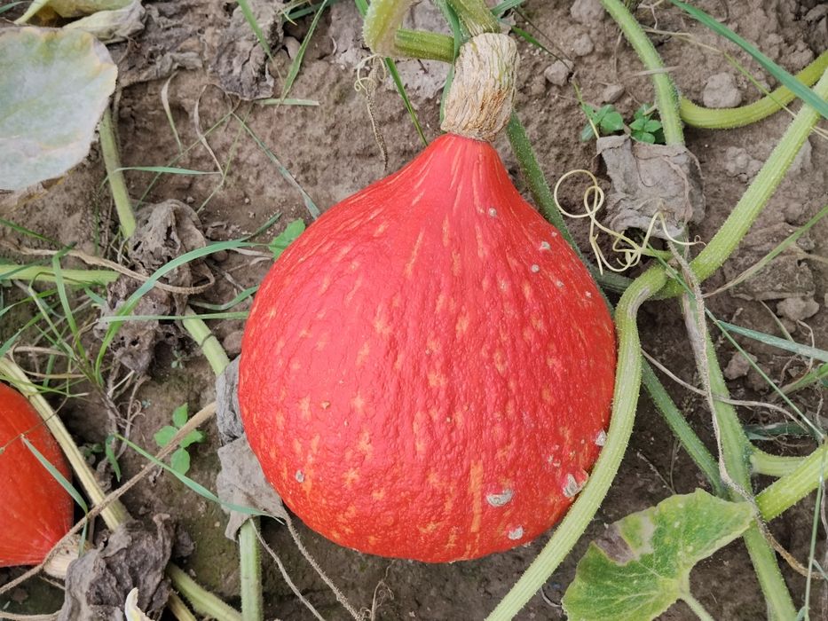 Dynie różne odmiany