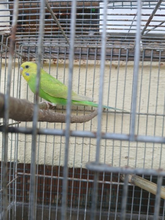 Tenho estas lindas aves a procura de de nova casa