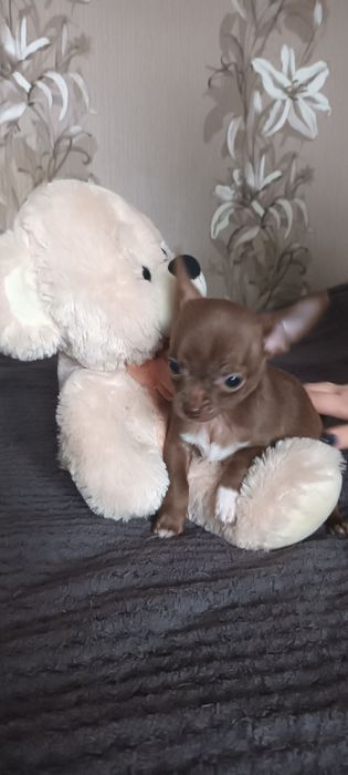 Chihuahua krótkowłosa