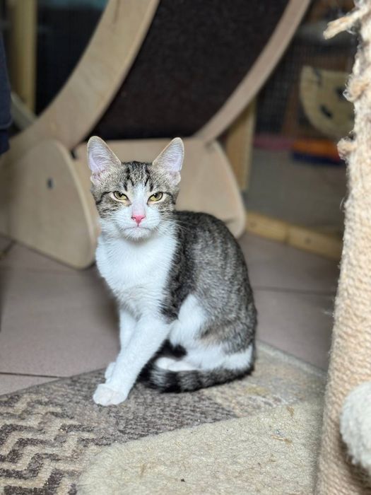 Отдам котят, от 5-8 мес