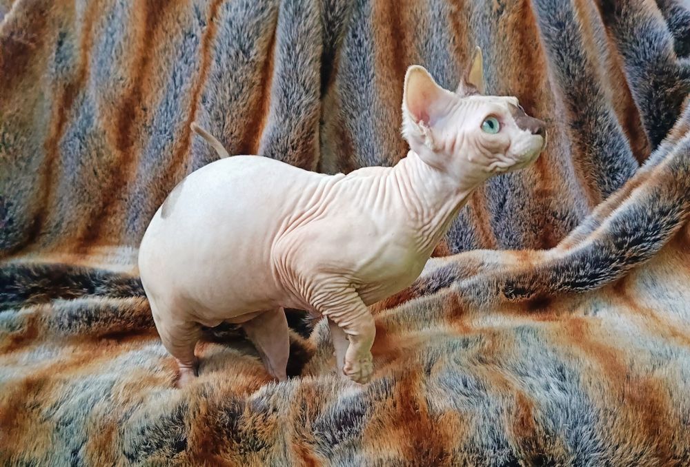 Канадский сфинкс , мальчик