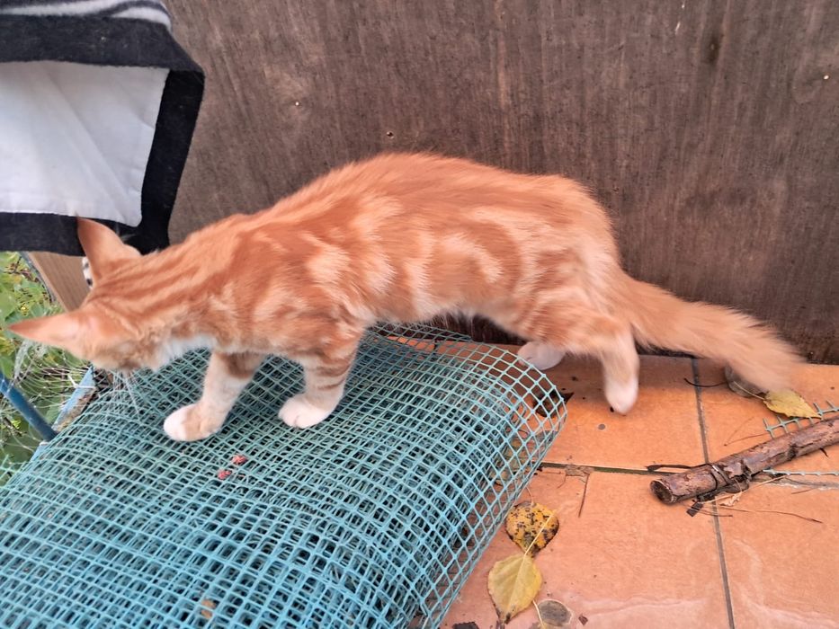 Maine Coon rudy kocurek