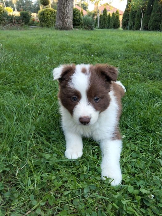 Border collie suczka czekoladowo biała