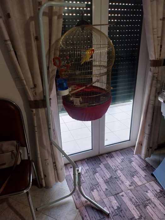 Agaporni mais tripé e gaiola