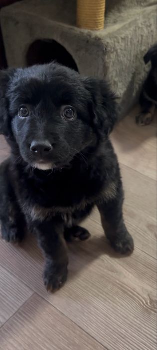 Безкоштовно в хороші, добрі руки цуцика знайденогь в лісі !!!