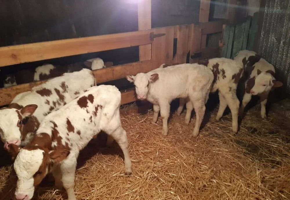 Бычки телята мясных пород