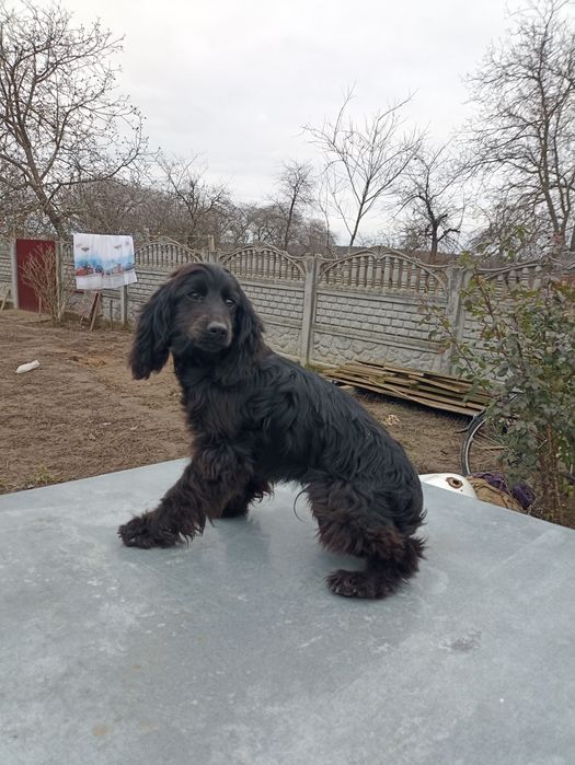 Чорний англійський спаніель