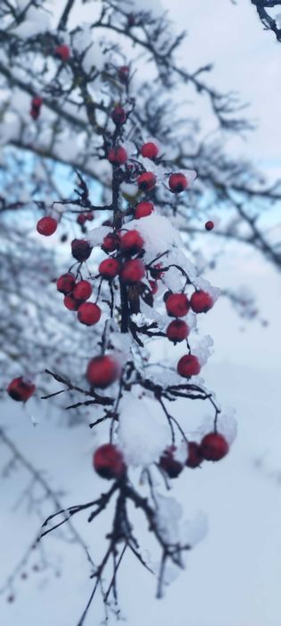 Gałęzie świerka srebrnego brzozy – świeże, stroisz dekoracje Mrągowo