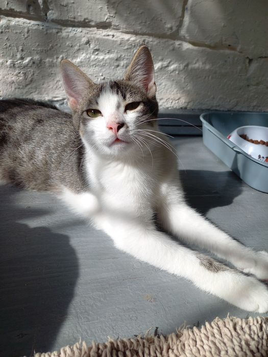 Кошечки ищут дом