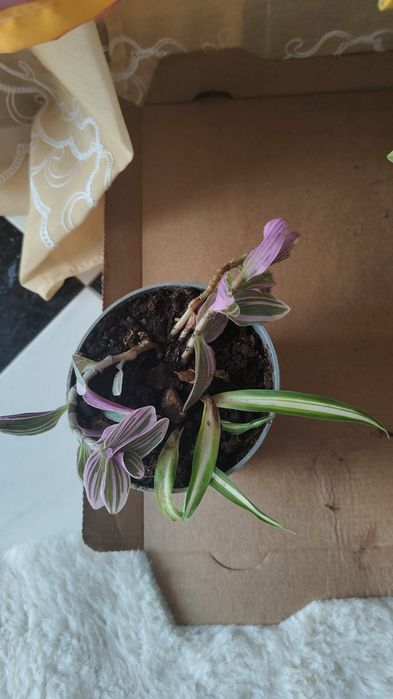 Plantas à venda, Diferentes tipos com recipiente de plástico