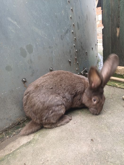 Samce. .              .