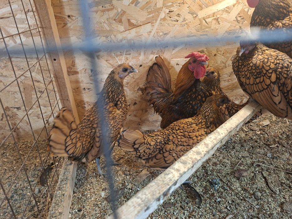 Куры яванская бентамка