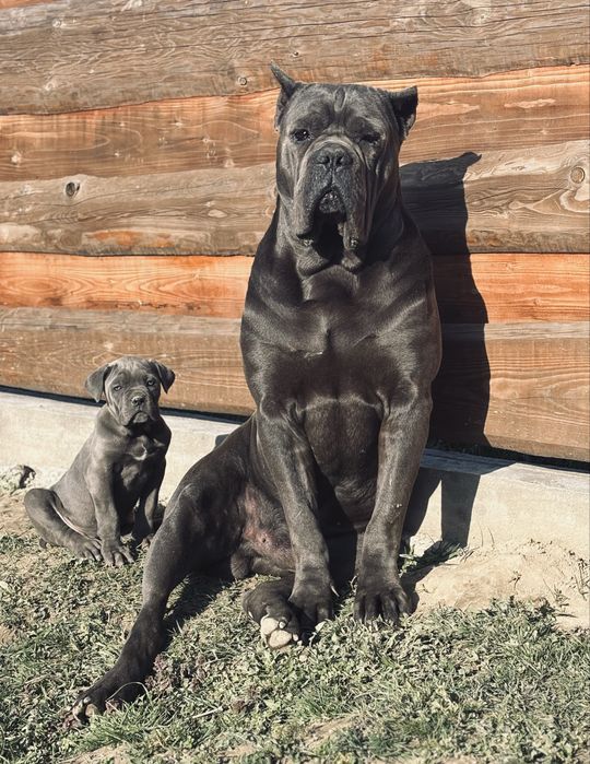 Кобель кане корсо для вязки!