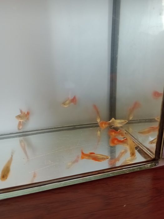 Gupiki Pawie Oko.ORANGE.Młode.