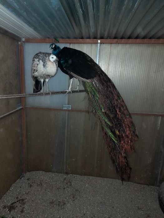 Venda de faisões, Viseu, São Pedro do Sul