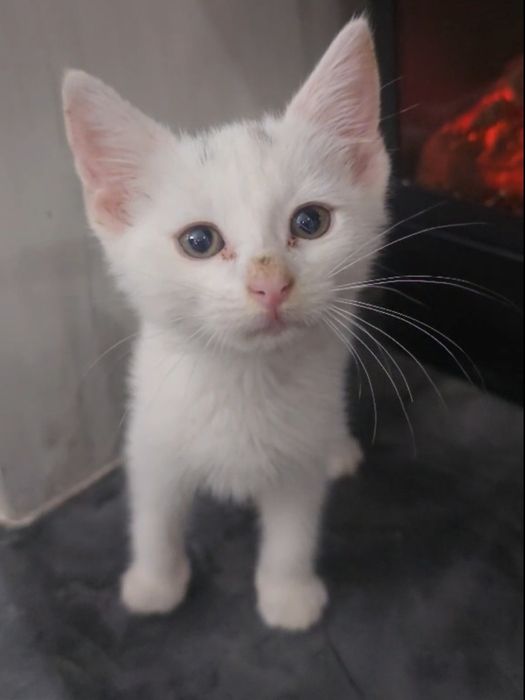 Кошеня, Хлопчик   .