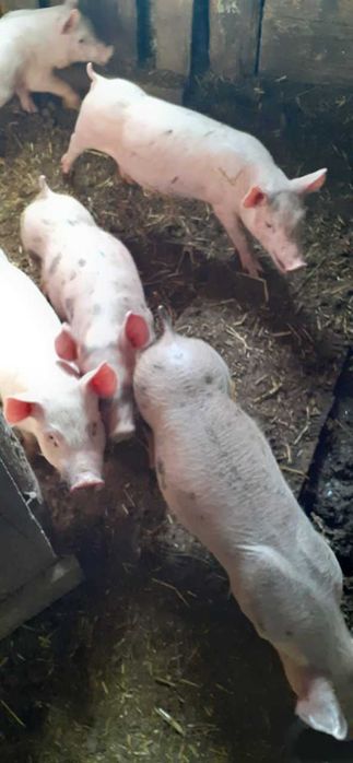 Продам поросят .