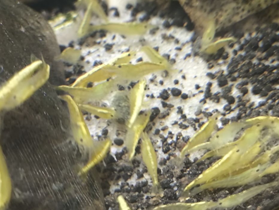 Neocaridina Yellow

(Yellow Sakura, Yellow Fire, or Neon Yellow) 
Yellow Sakura gold black e néon Yellow gold back