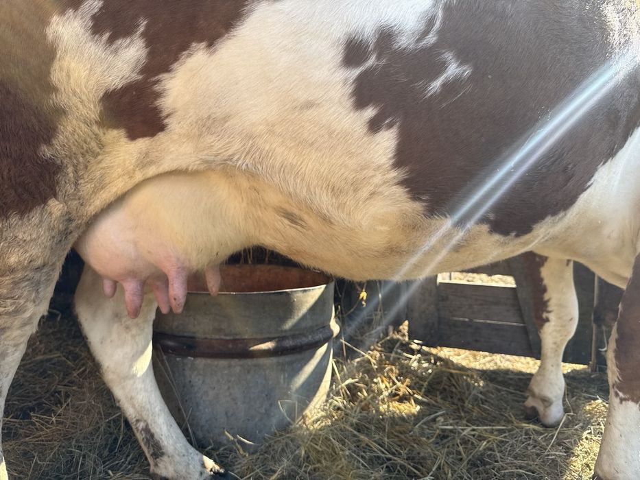 Продам корову 7 років