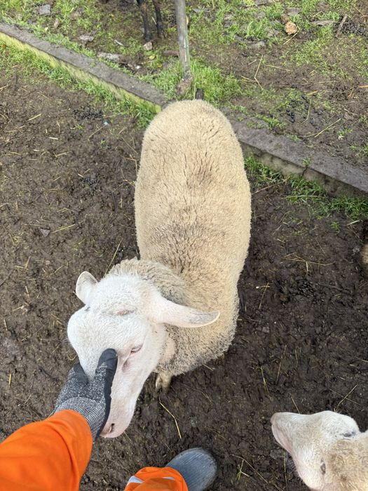 Лакони ярки и баранчики