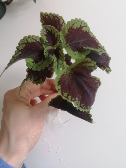 Szczepki koleusów i trzykrotki