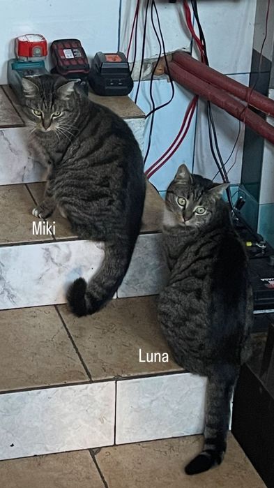 Zaginęła kotka i kocur w Krasowcu NAGRODA!