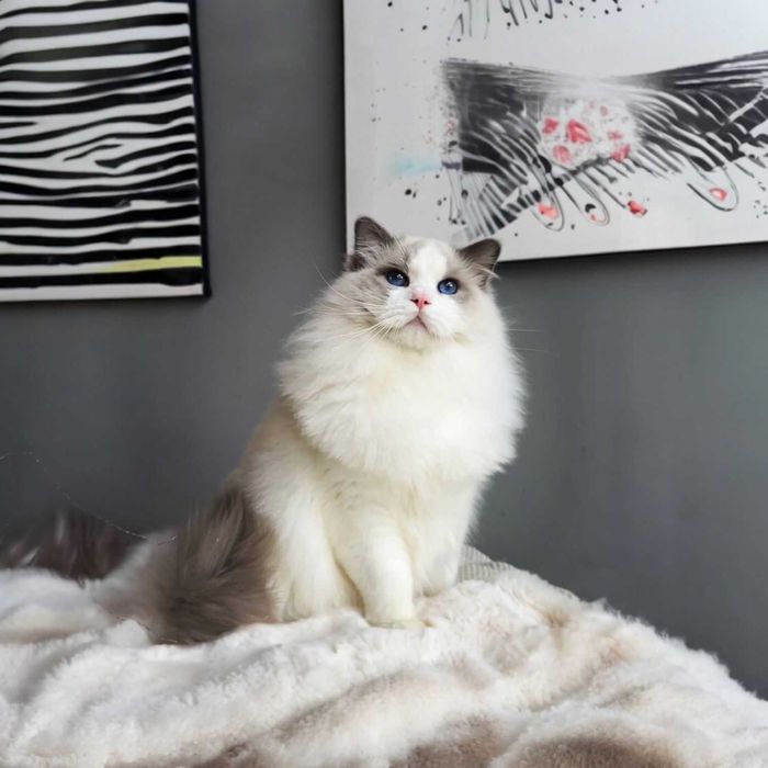 Ragdoll - kocurek przytulas z rodowodem